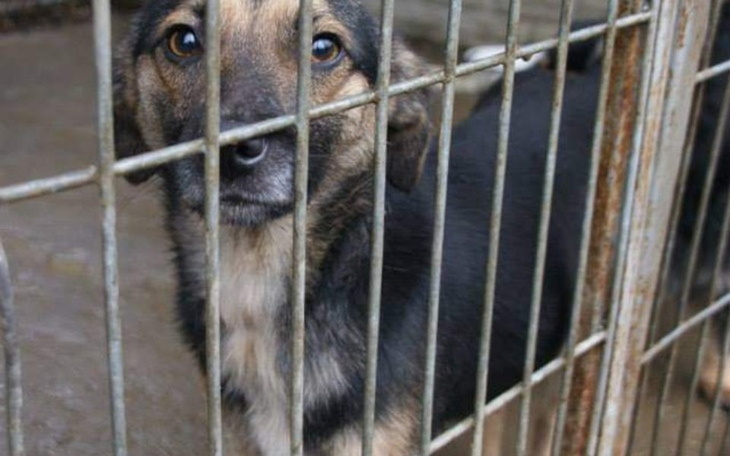 Zbiórka Pomagamyzwierzakom-wplacamy - zdjęcie główne