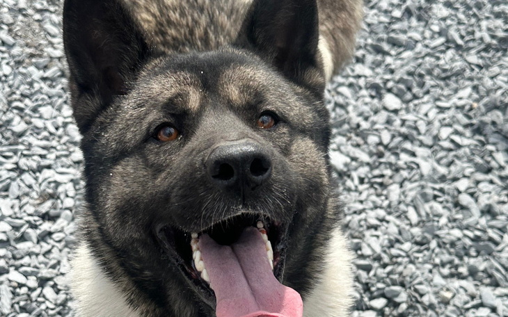 Szczęśliwy pies z szerokim uśmiechem na tle żwiru.