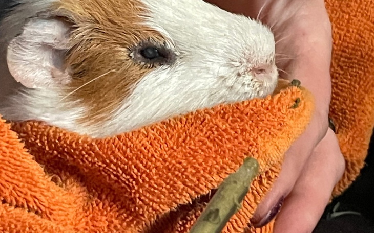 Świnka morska owinięta w pomarańczowy ręcznik.