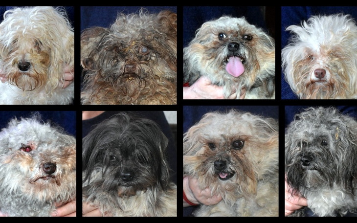 Zbiórka Na nowe życie Bolonek z pseudo - zdjęcie główne