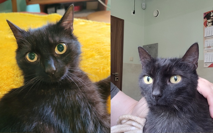 Dwa czarne koty z dużymi oczami, patrzące w obiektyw.