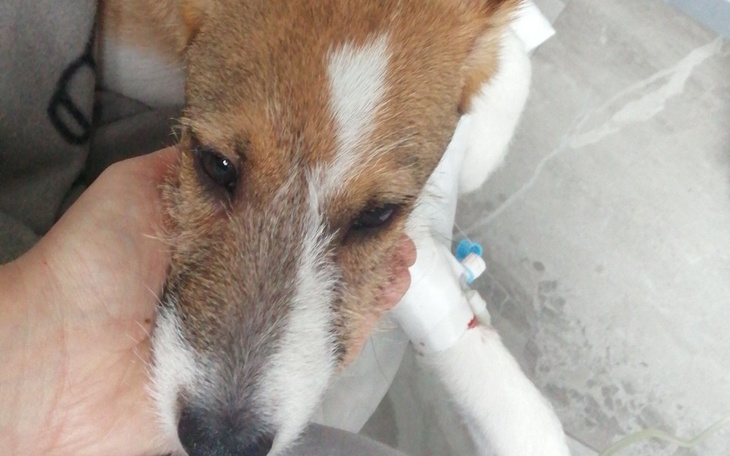 Zbiórka Leczenie na zakaźnego wirusa - zdjęcie główne