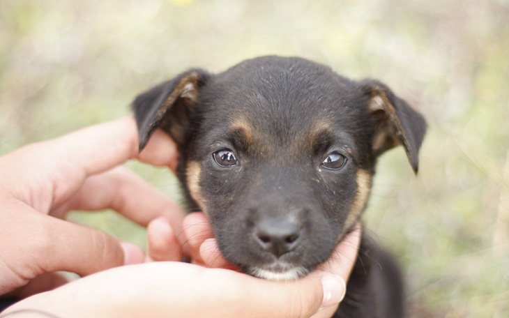 Zbiórka Ratujemy porzucone szczeniaki - zdjęcie główne