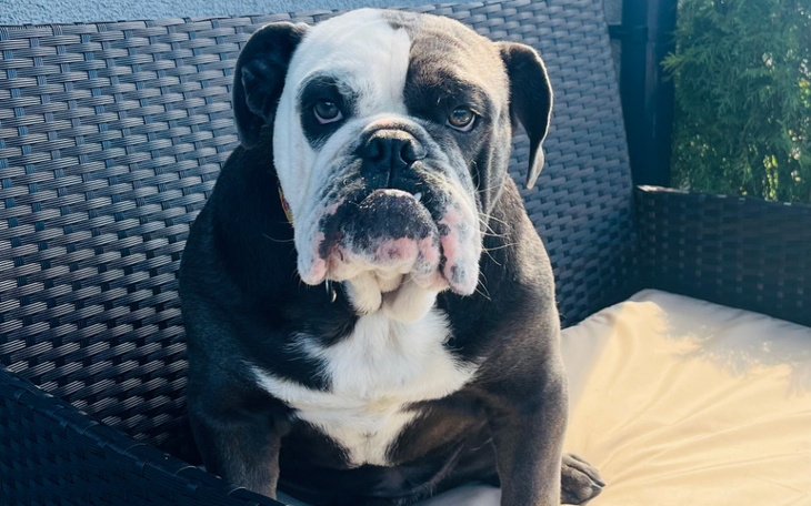 Zbiórka Leczenie Wandy Pandy - zdjęcie główne