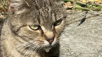 Zbiórka Na leczenie Rysi z kopalni - miniaturka zdjęcia