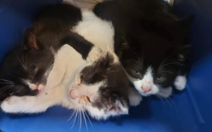 Zbiórka Zapomniane tymczasiaki - zdjęcie główne