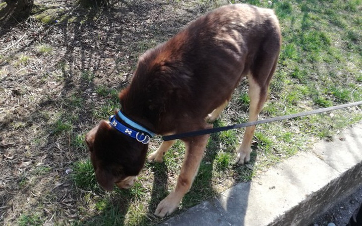 Zbiórka Pomóżmy zaglodzonemu psu - zdjęcie główne