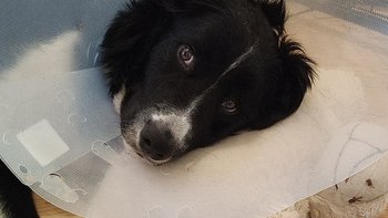 Zbiórka Leczenie psa Luki border collie - miniaturka zdjęcia