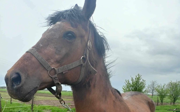 Zbiórka Rzeźnia czy dom - zdjęcie główne