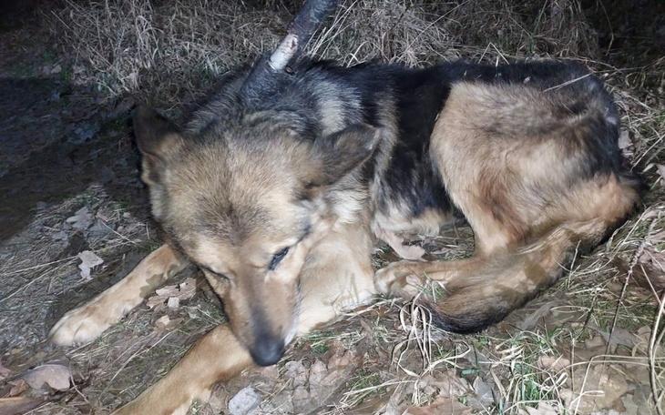 Zbiórka Leczenie i hotelik Samira - zdjęcie główne