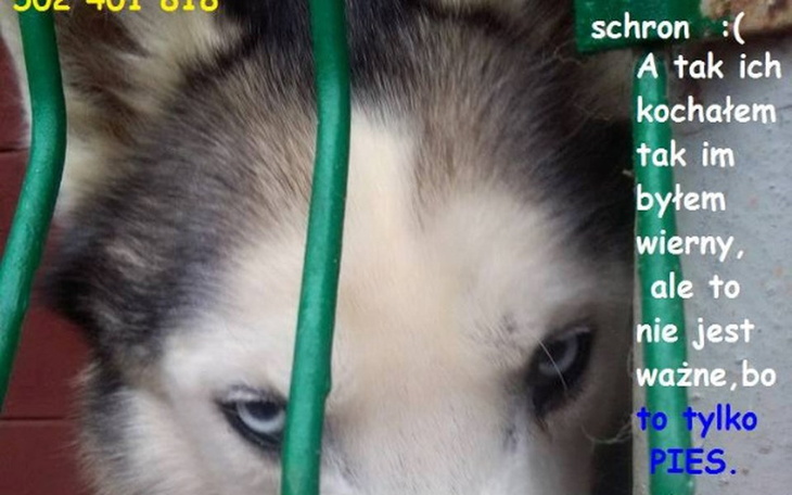 Zbiórka Smutek w sercu psa... - zdjęcie główne