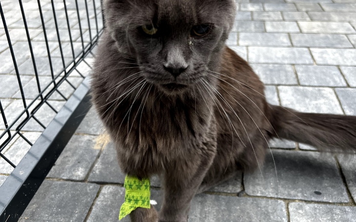 Zbiórka Dafne - zapalenie otrzewnej - zdjęcie główne