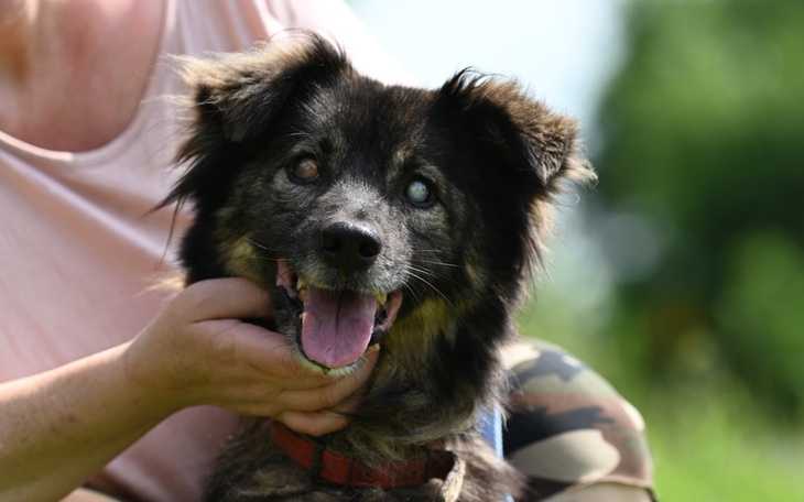 Pies z uśmiechem, trzymany przez osobę, na tle zieleni.