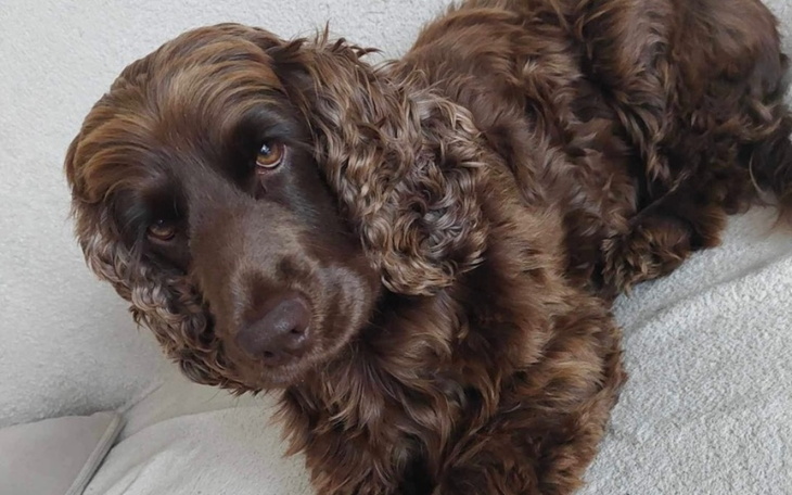 Zbiórka Pomóżmy Kolci - zdjęcie główne