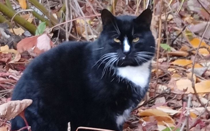 Zbiórka Na kastrację i utrzymanie kotów - zdjęcie główne