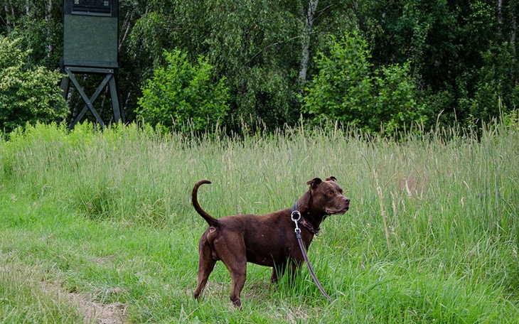 Zbiórka Zbiórka azylaków na antykleszcze - zdjęcie główne
