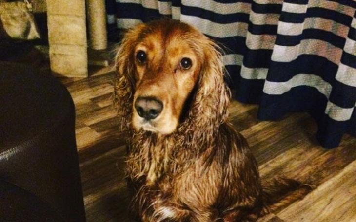 Zbiórka Behawiorysta - zdjęcie główne