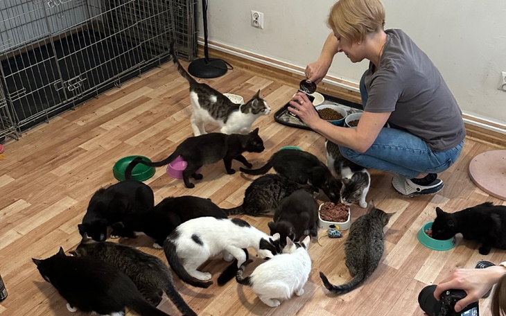 Zbiórka Grudniowa pomoc dla kociaków - zdjęcie główne