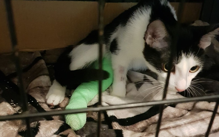 Zbiórka koci dzieciak ze złamaną łapką - zdjęcie główne