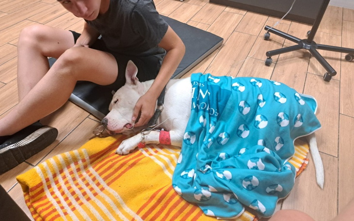 Zbiórka Pomóżmy Łobuzowi stanąć na nogi - zdjęcie główne