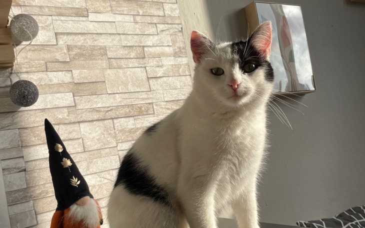 Biały kot z czarnymi łatami, siedzący w słońcu.