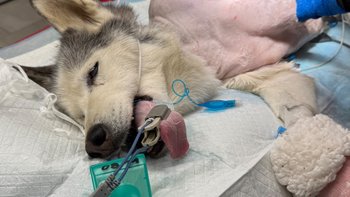 Zbiórka Pomoc dla zaniedbanej Gabi - miniaturka zdjęcia