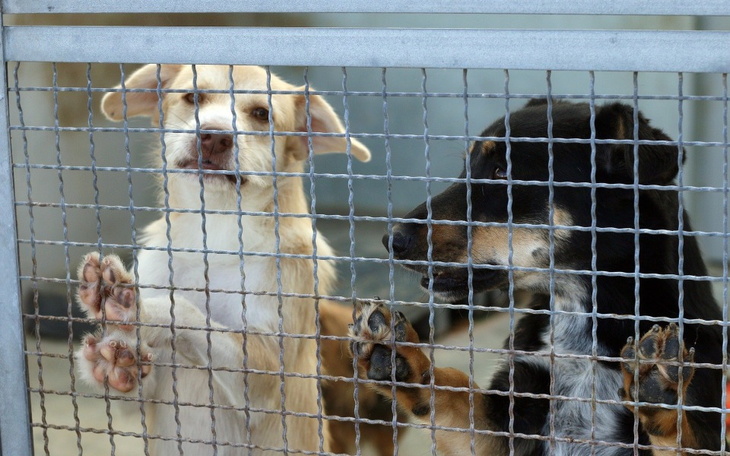 Zbiórka Zbiórka na schronisko w Lublinie - zdjęcie główne