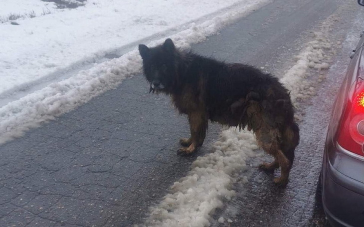 Zbiórka Leczenie, hotel wyrzuconego psa - zdjęcie główne