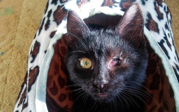 Zbiórka Ragetti - maluszek bez oczka - zdjęcie główne