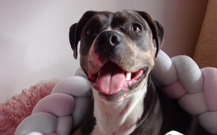 Uśmiechnięty pies rasy amstaff w przytulnym otoczeniu.