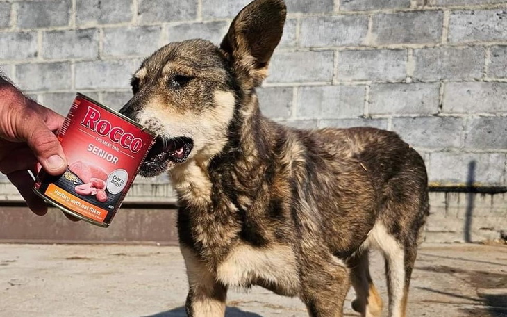 Zbiórka Pilna zbiórka karmy dla seniorów - zdjęcie główne