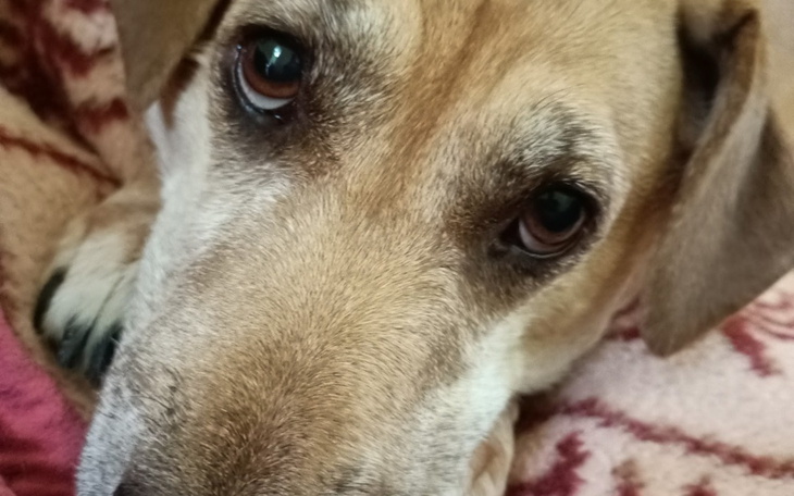 Zbliżenie na psa, z wyrazistymi oczami, leżącego na poduszce.