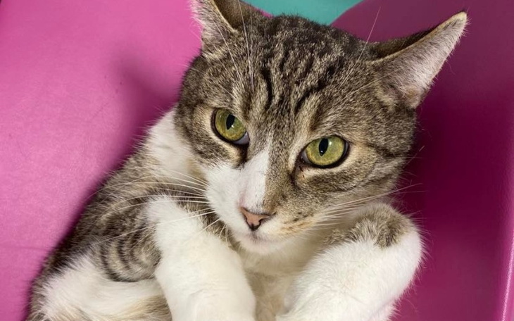 Zbiórka Na ratowanie kota Janka - zdjęcie główne