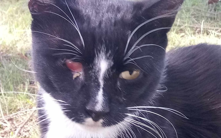 Kot z uszkodzonym okiem, siedzący na trawie.