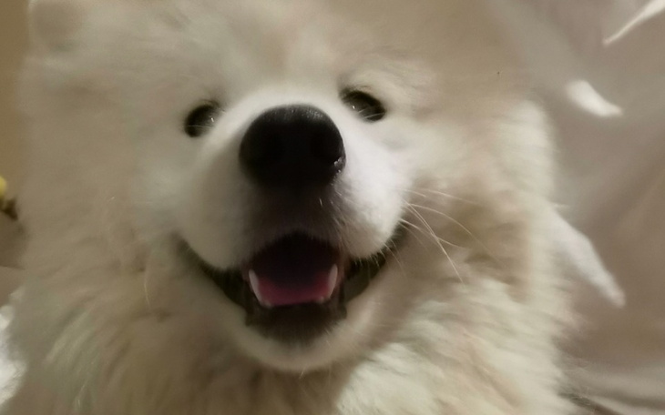 Zbiórka Na leczenie kanałowe.. - zdjęcie główne