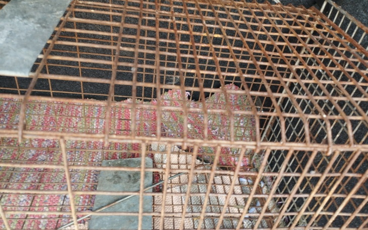 Zbiórka Nowa klatka łapka potrzebna - zdjęcie główne