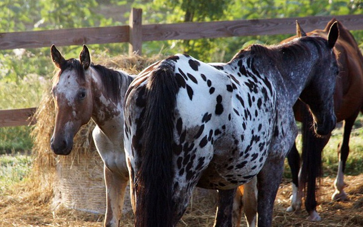 Zbiórka Pilnie potrzebna pomoc dla Lili! - zdjęcie główne