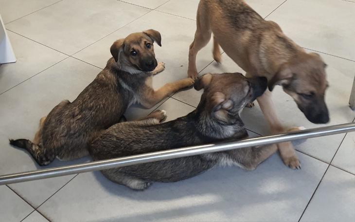 Trzy szczeniaki bawiące się w pomieszczeniu.