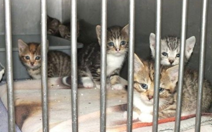 Zbiórka Na potrzebne rzeczy dla psów - zdjęcie główne