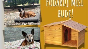 Zbiórka Podaruj Misi budę - miniaturka zdjęcia