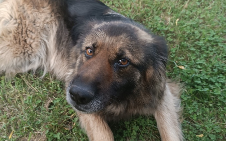 Zbiórka Pomóż choremu psu - zdjęcie główne