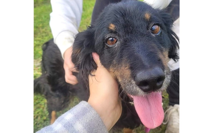 Zbiórka Figa sunia z ogromnym guzem - zdjęcie główne