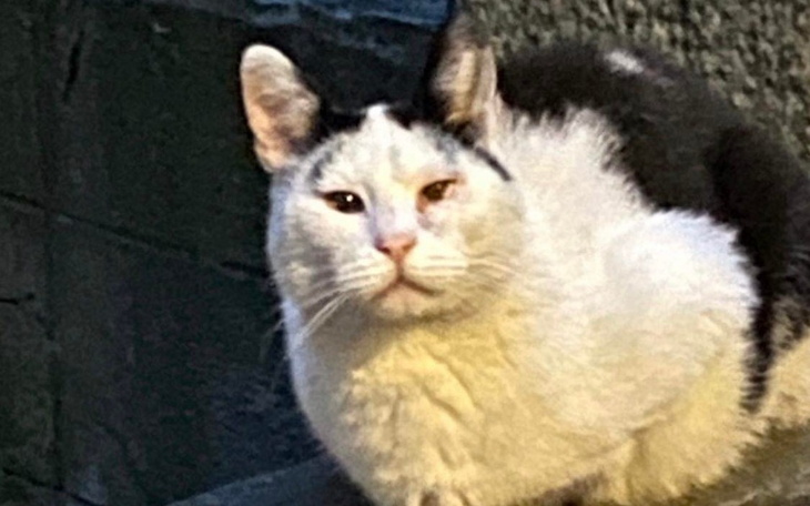 Biało-czarny kot siedzący na murze.