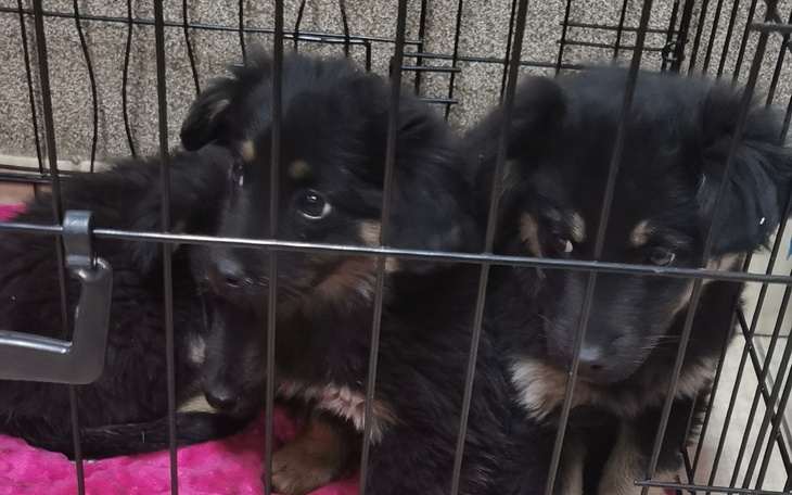 Szczeniaki w klatce, przytulone do siebie.