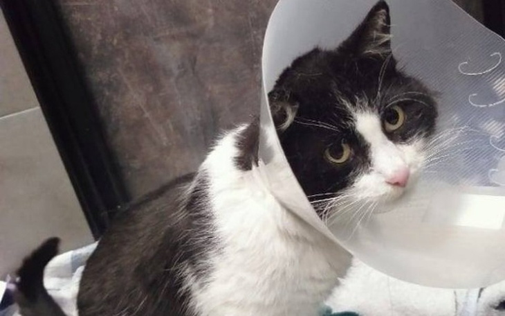 Zbiórka Ratujemy Barona - zdjęcie główne