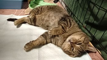 Zbiórka Vet diagnostyka - luty - miniaturka zdjęcia