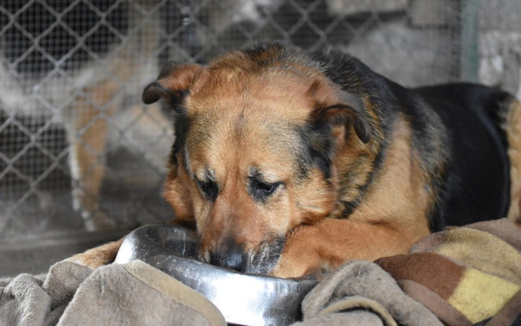 Zbiórka Zbieramy na 4 dodatkowe kojce - zdjęcie główne