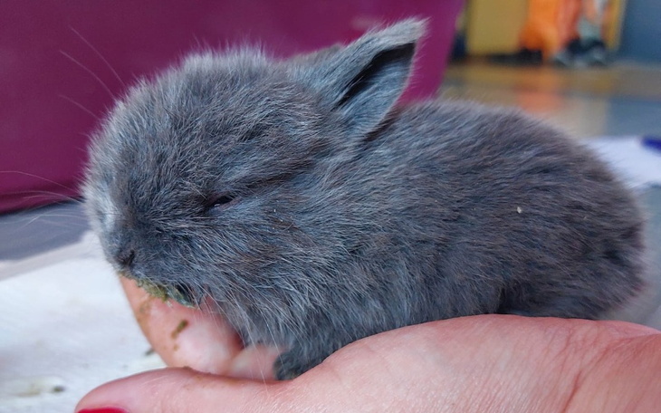 Zbiórka 38 króliczych żyć - zdjęcie główne