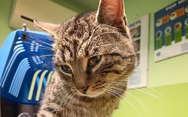 Zbiórka Błagam ratujmy Tulinka - zdjęcie główne