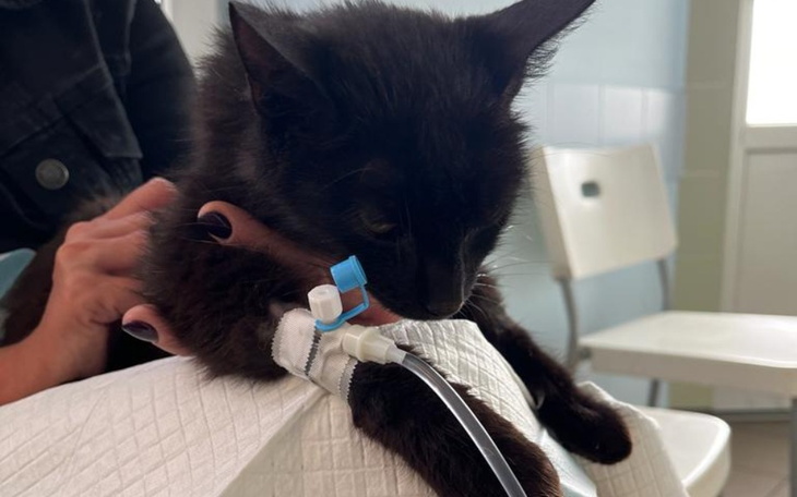 Zbiórka Misia walczy z nowotworem jelit - zdjęcie główne